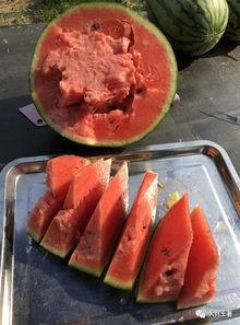 网红吃瓜大集合图片,一场视觉盛宴的狂欢时刻 第1张 网红吃瓜大集合图片,一场视觉盛宴的狂欢时刻 第1张